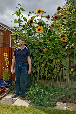 Ewan Goodier Sunflower